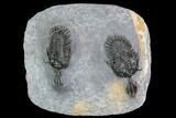 Stunning, Double Walliserops Trilobite - Timrzit, Morocco #108475-1
